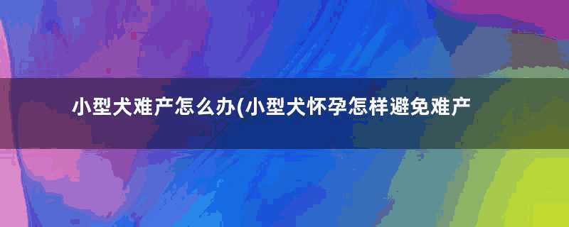 小型犬难产怎么办(小型犬怀孕怎样避免难产)