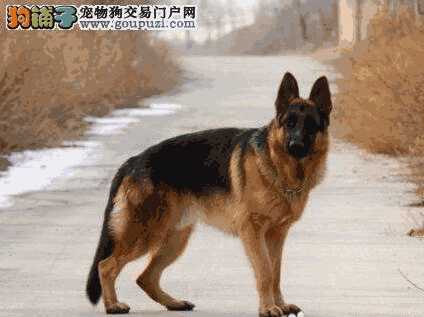 德国牧羊犬怎么买(德国牧羊犬哪里买比较好)