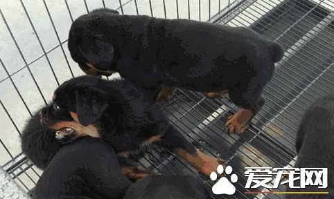 怎样挑选罗威纳幼犬(罗威纳犬百度百科)