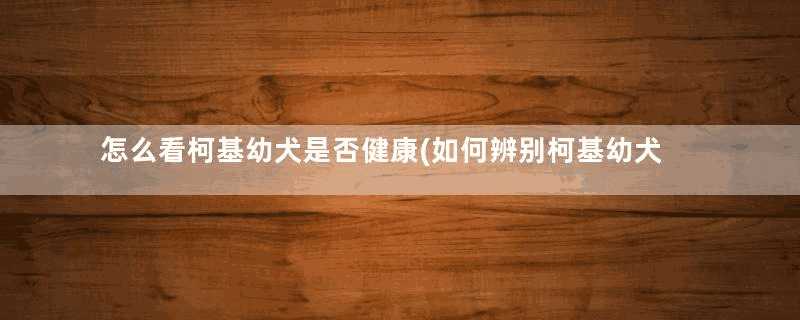 怎么看柯基幼犬是否健康(如何辨别柯基幼犬是否健康)