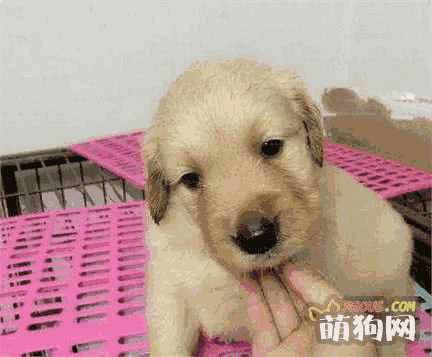 怎样挑选金毛犬纯种幼犬(金毛怎么挑选幼犬)