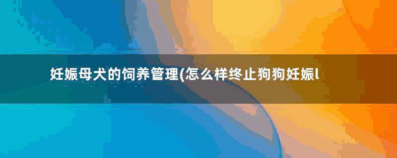 妊娠母犬的饲养管理(怎么样终止狗狗妊娠l)