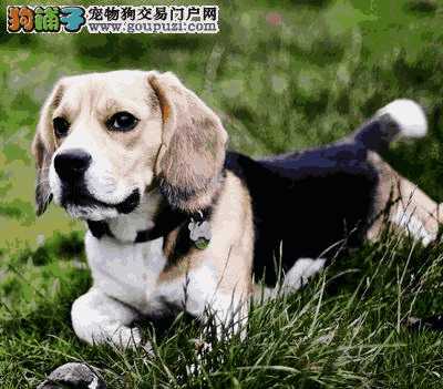 比格犬 米格鲁(比格犬)