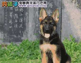 购买德国牧羊犬(德国牧羊犬)