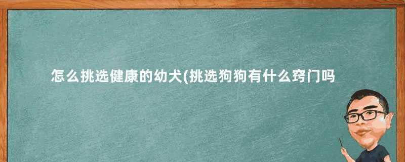 怎么挑选健康的幼犬(挑选狗狗有什么窍门吗)