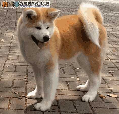 秋田犬怎么买(秋田犬哪里买比较好)