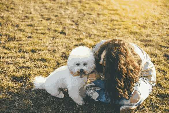 挑选比熊犬时要看哪几个方面(比熊犬怎么挑选)