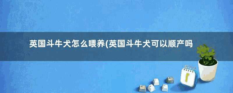 英国斗牛犬怎么喂养(英国斗牛犬可以顺产吗)