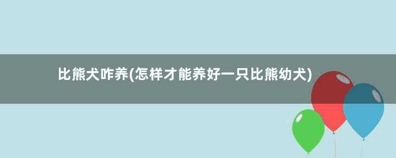 比熊犬咋养(怎样才能养好一只比熊幼犬)