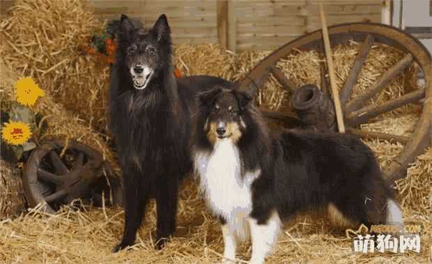 喜乐蒂犬和苏格兰牧羊犬的区别(喜乐蒂牧羊犬和苏格兰牧羊犬)