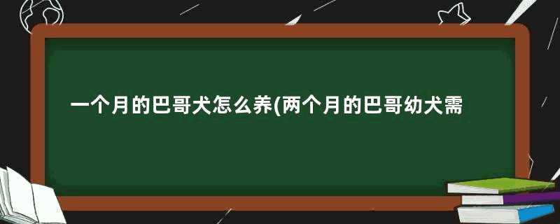 一个月的巴哥犬怎么养(两个月的巴哥幼犬需注意)