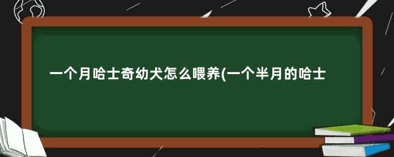 一个月哈士奇幼犬怎么喂养(一个半月的哈士奇怎么养)