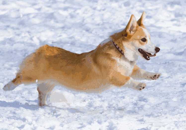 哪里可以买到纯种柯基犬(怎么买纯种柯基)