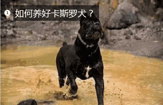 如何养好卡斯罗犬(怎么养卡斯罗犬)