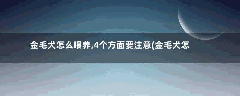 金毛犬怎么喂养,4个方面要注意(金毛犬怎么喂养)