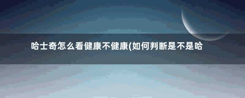 哈士奇怎么看健康不健康(如何判断是不是哈士奇)