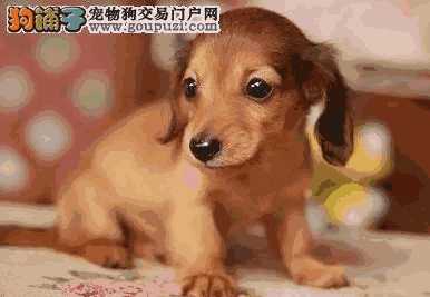 哪里有卖腊肠犬的(腊肠犬贵吗)