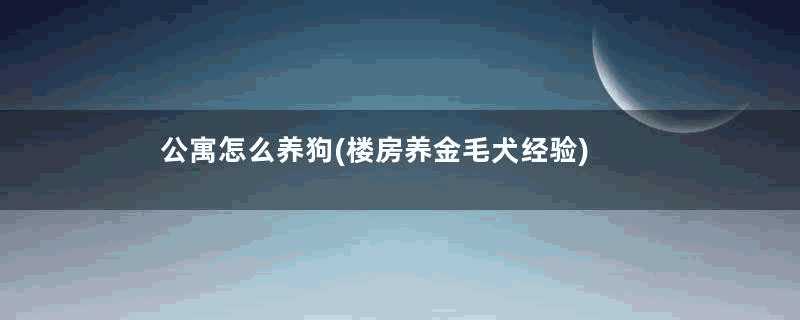 公寓怎么养狗(楼房养金毛犬经验)