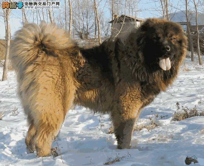 高加索犬性格怎么样(高加索犬的性格特点)