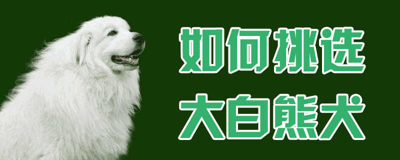 大白熊犬优缺点(哪里可以买正宗大白熊犬)