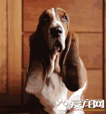 如何挑选巴吉度猎犬 背部呈水平无凹凸不平的地方