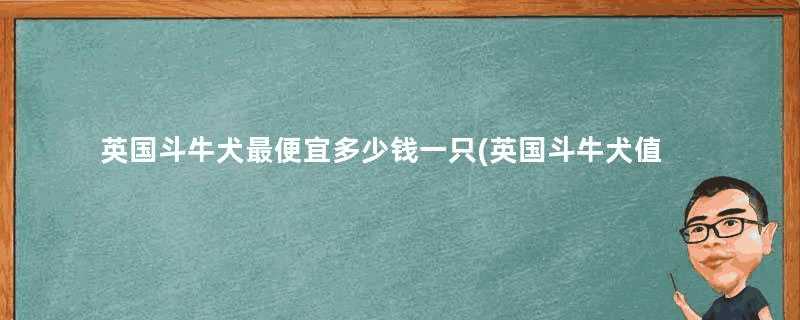 英国斗牛犬最便宜多少钱一只(英国斗牛犬值多少钱)