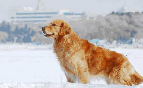 金毛犬怎么挑选(金毛怎么挑选幼犬)