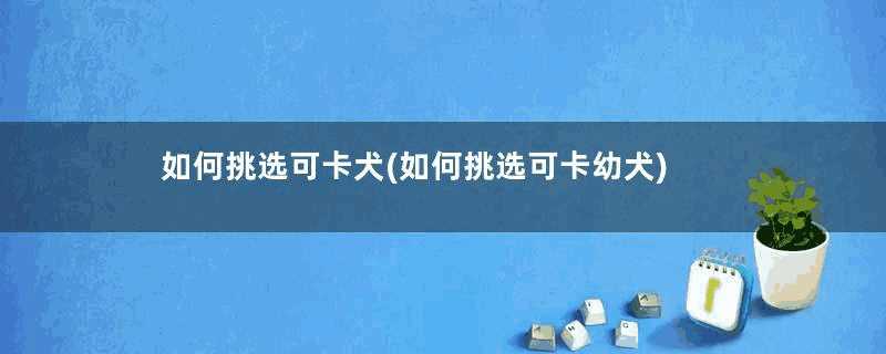 如何挑选可卡犬(如何挑选可卡幼犬)