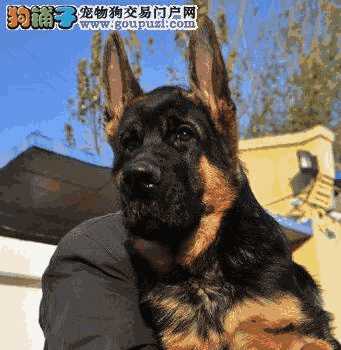 德国牧羊犬怎么买(买德国牧羊犬到哪里买)