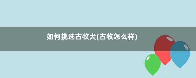 如何挑选古牧犬(古牧怎么样)