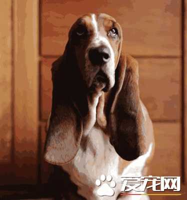 如何挑选巴吉度猎犬 背部呈水平无凹凸不平的地方