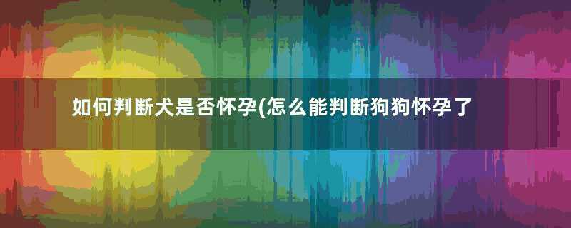 如何判断犬是否怀孕(怎么能判断狗狗怀孕了)