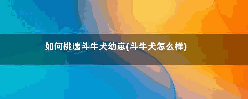 如何挑选斗牛犬幼崽(斗牛犬怎么样)