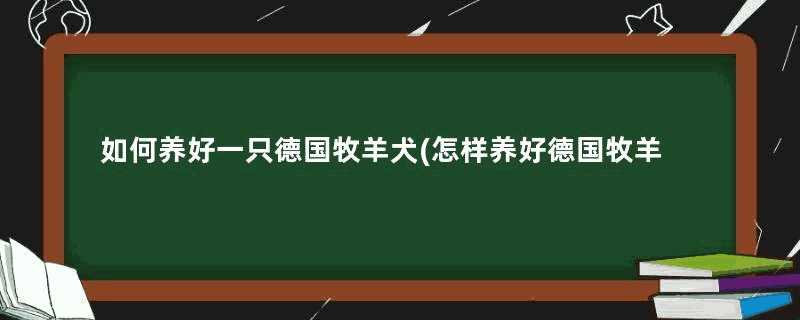 如何养好一只德国牧羊犬(怎样养好德国牧羊犬)