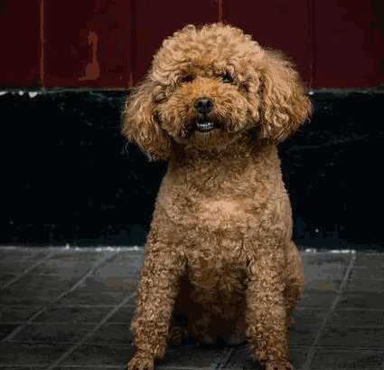 泰迪怎么辨别好不好(泰迪犬怎么看纯不纯,如何挑选小泰迪犬)