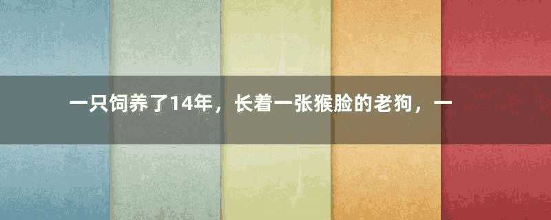 一只饲养了14年，长着一张猴脸的老狗，一直傻傻的不知是何品种