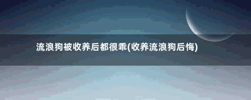 流浪狗被收养后都很乖(收养流浪狗后悔)