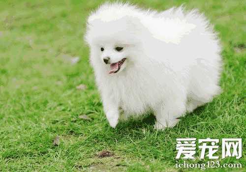 买博美犬怎么挑选(买博美犬需要注意什么)