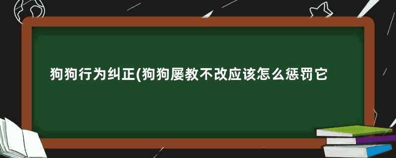 狗狗行为纠正(狗狗屡教不改应该怎么惩罚它)