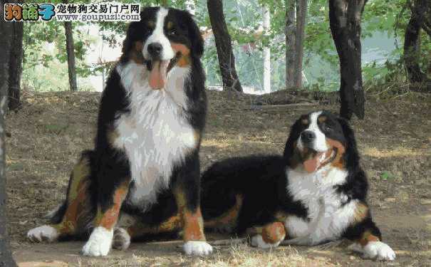 伯恩山犬价格表(伯恩山犬多少钱)