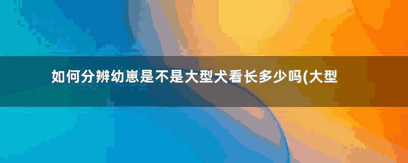 如何分辨幼崽是不是大型犬看长多少吗(大型犬幼崽辨别)