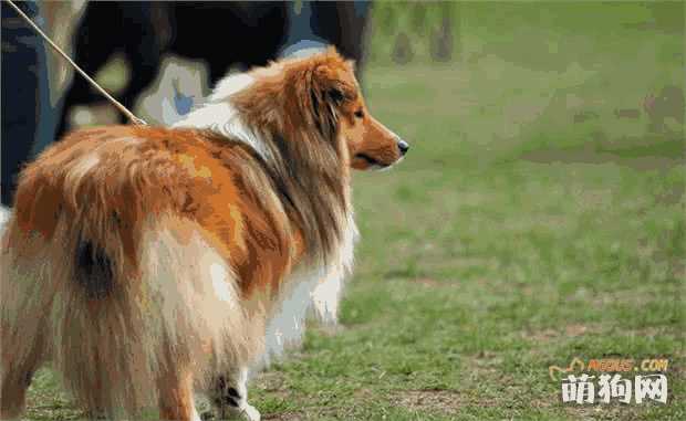 喜乐蒂犬和苏格兰牧羊犬的区别(喜乐蒂牧羊犬和苏格兰牧羊犬)