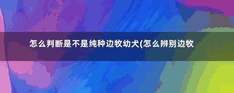 怎么判断是不是纯种边牧幼犬(怎么辨别边牧犬纯种)