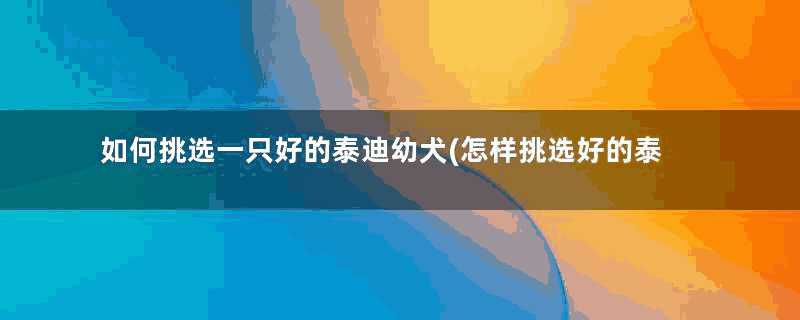 如何挑选一只好的泰迪幼犬(怎样挑选好的泰迪狗狗)