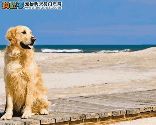 如何区分金毛和拉布拉多幼犬(金毛犬与拉布拉多犬的区别)