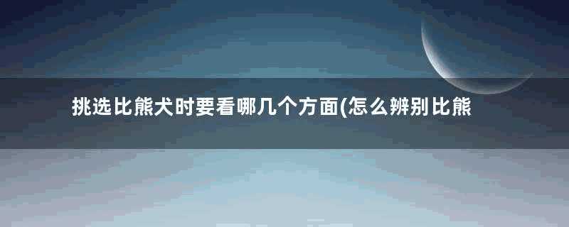 挑选比熊犬时要看哪几个方面(怎么辨别比熊幼犬纯不纯)