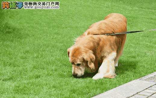 如何选择一只健康的宠物犬(狗狗需要怎么陪伴)