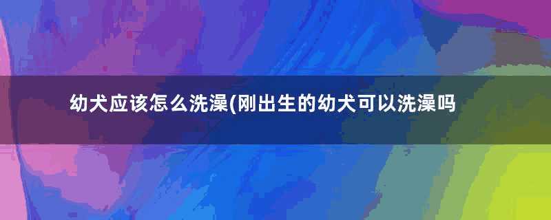 幼犬应该怎么洗澡(刚出生的幼犬可以洗澡吗)