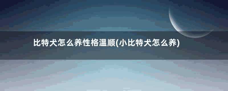 比特犬怎么养性格温顺(小比特犬怎么养)