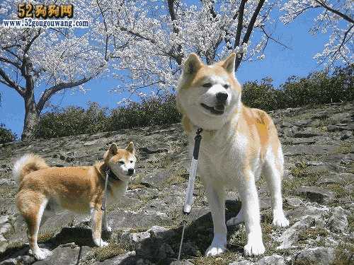 柴犬和秋田犬怎么区分(柴犬和秋田有什么区别是一样的狗吗)